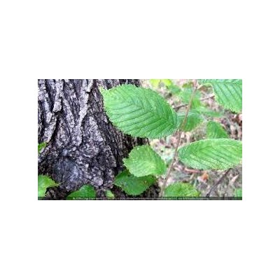 Slippery Elm 50g Powder